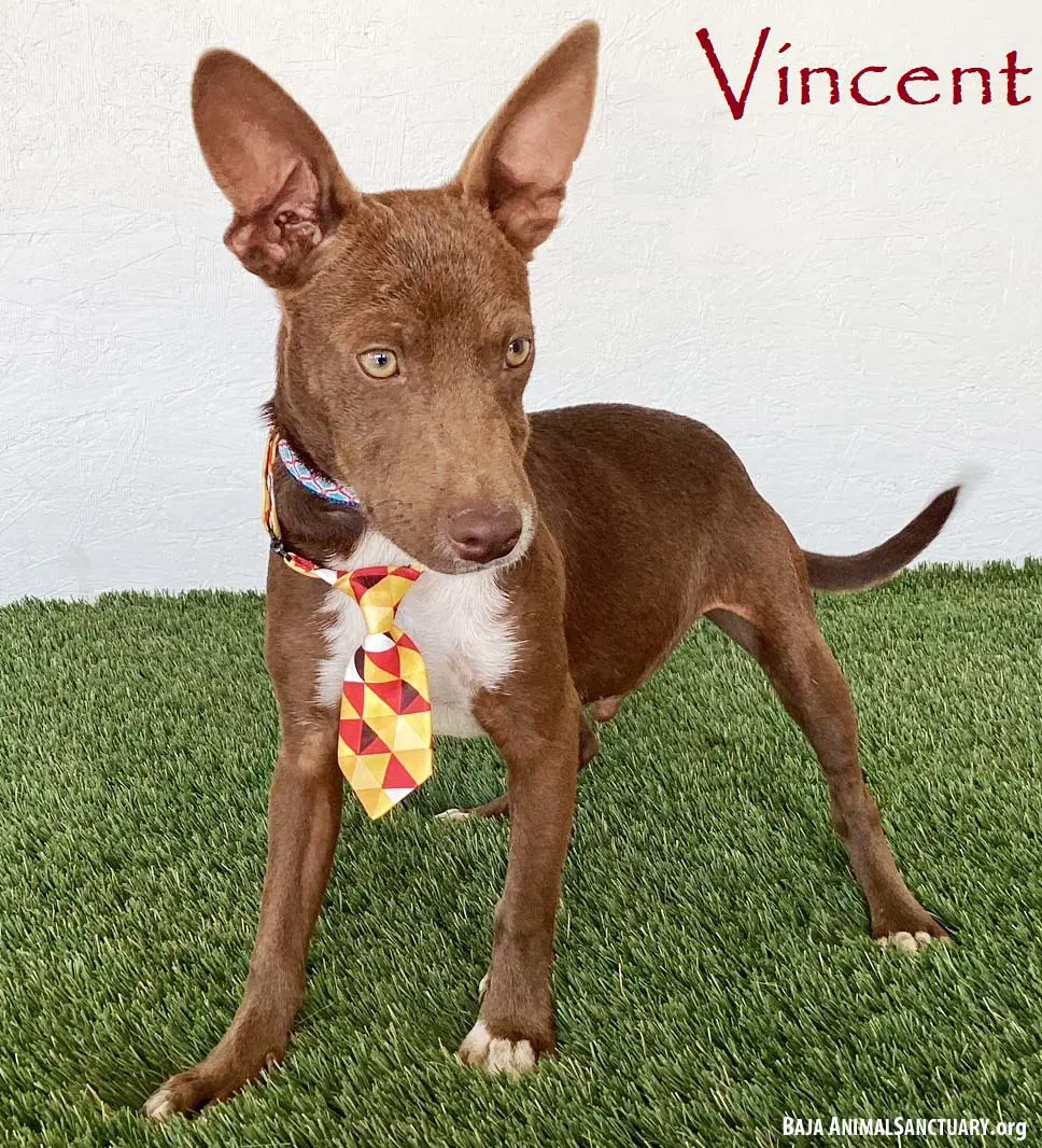 Vincent - Australian Kelpie
