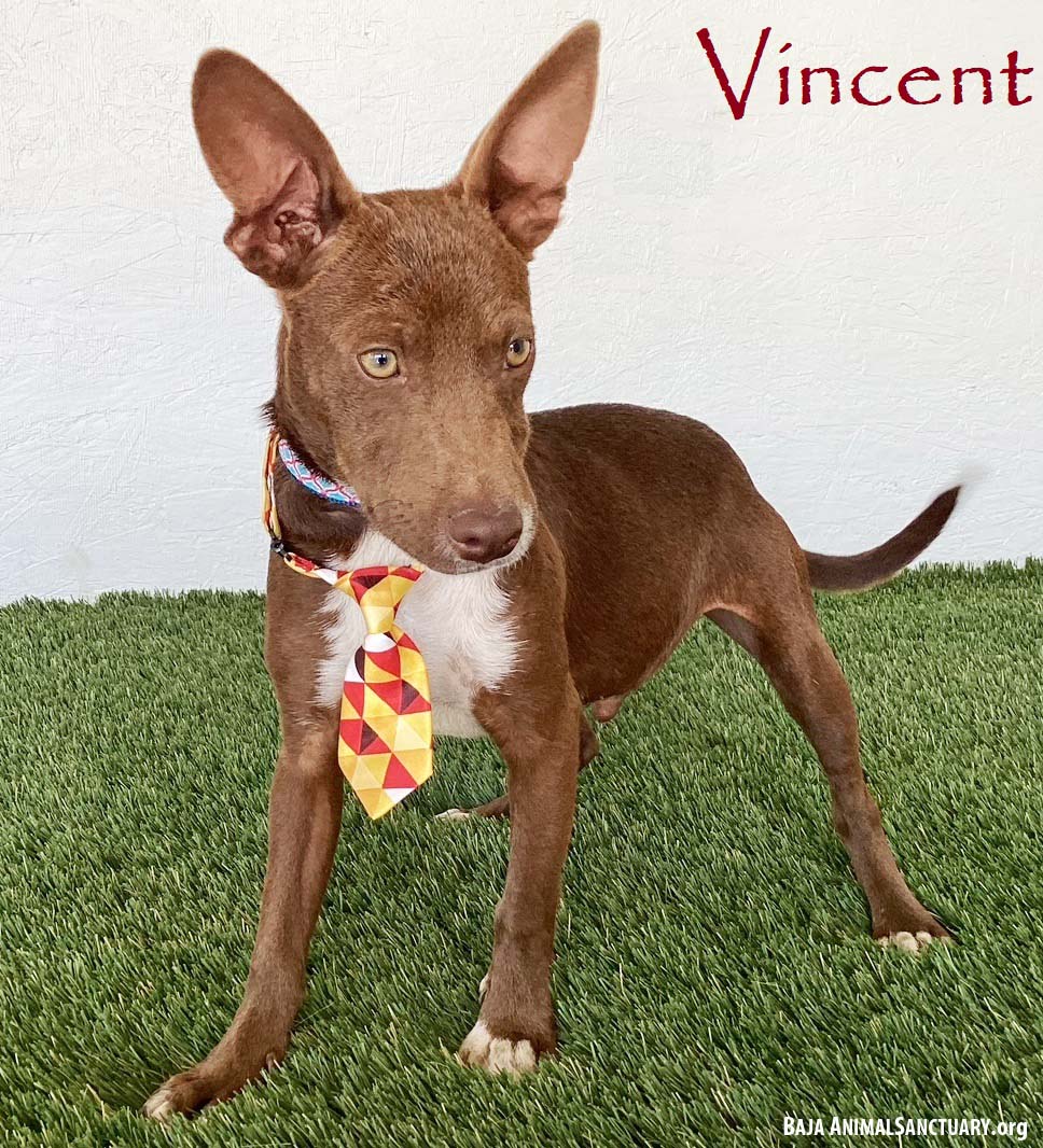 Vincent