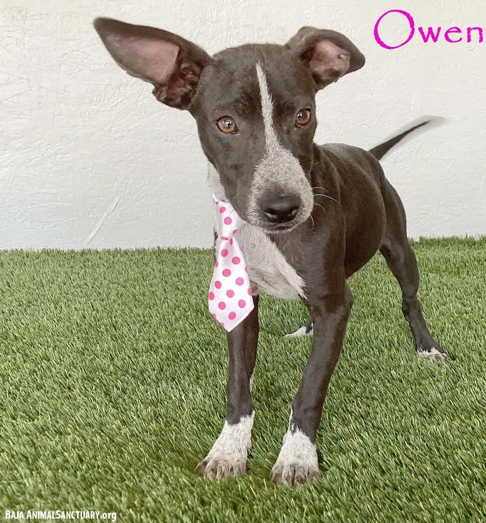 Owen - Australian Kelpie