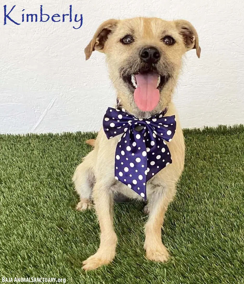 Kimberly - Norfolk Terrier