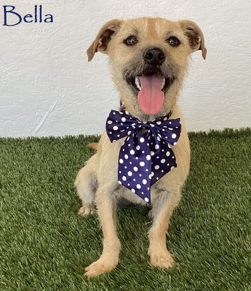 Bella, a dog for adoption from Baja Animal Sanctuary