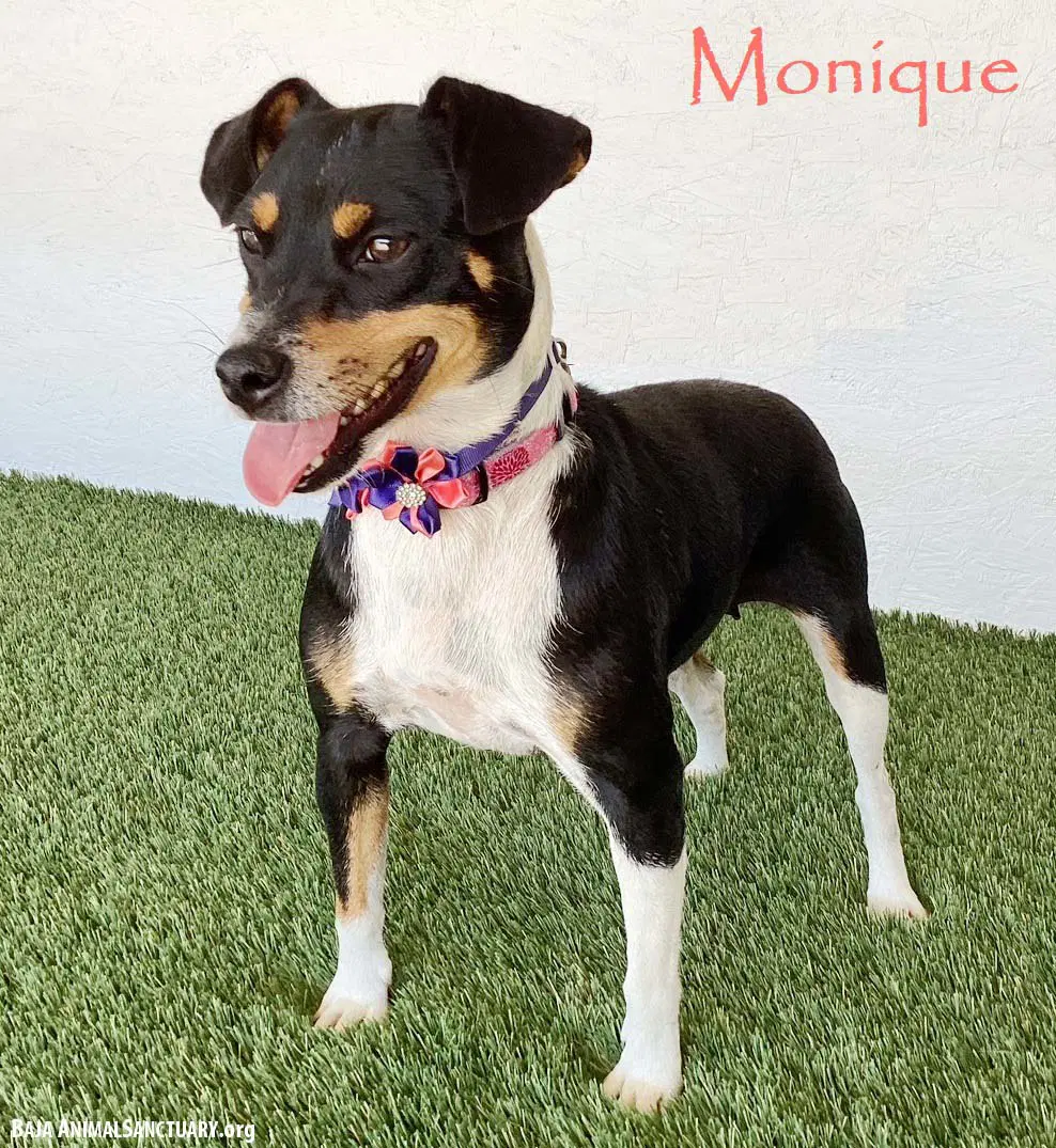 Monique image 1
