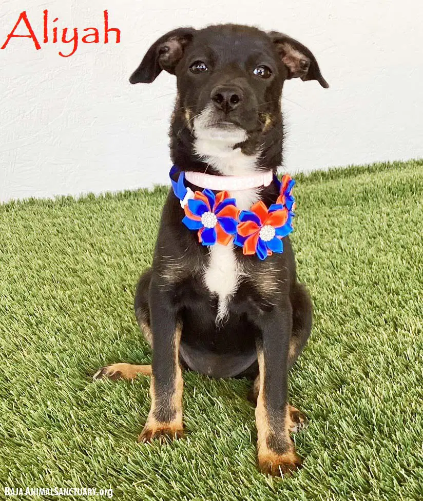 Aliyah - Rat Terrier