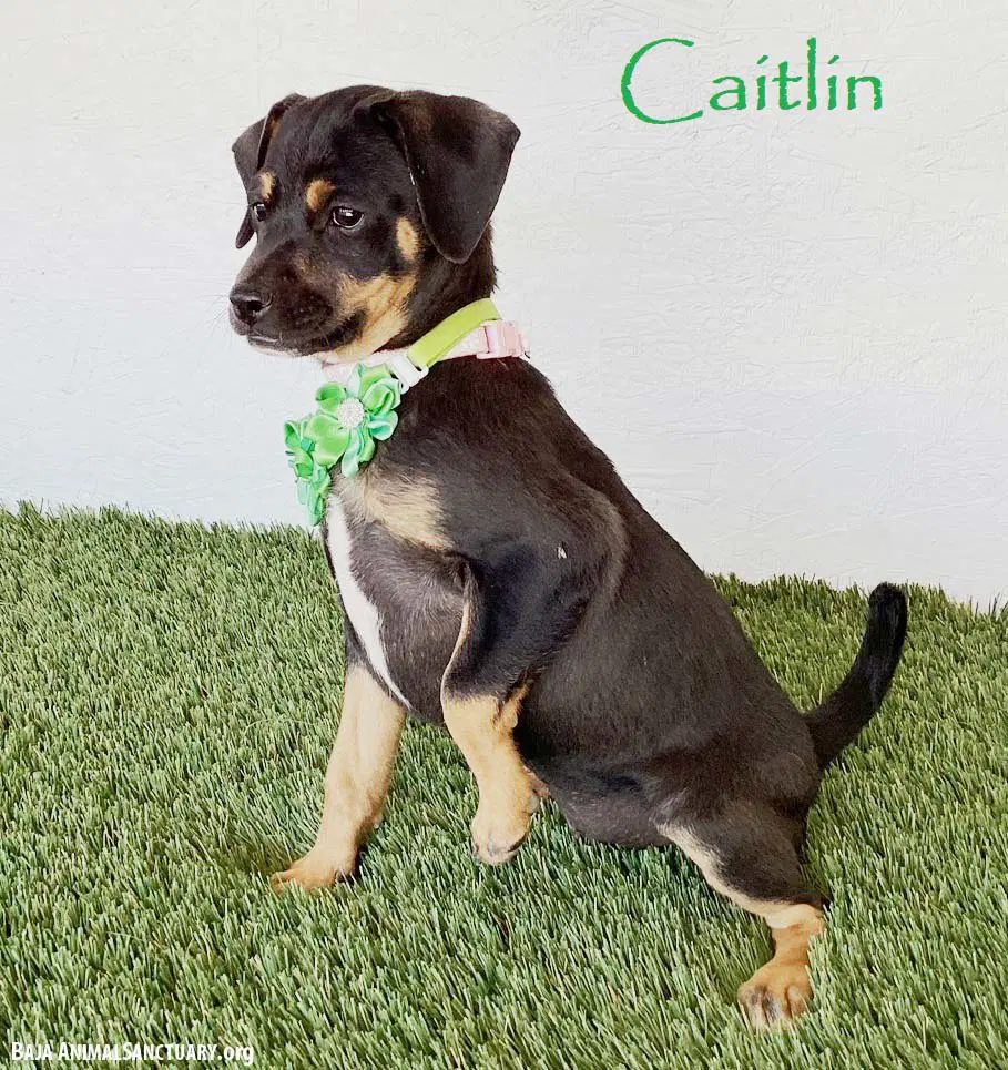 Caitlin - Rat Terrier