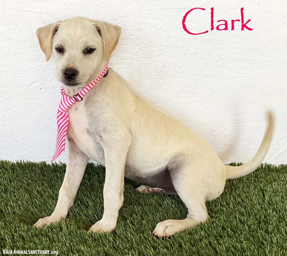 Clark - Rat Terrier