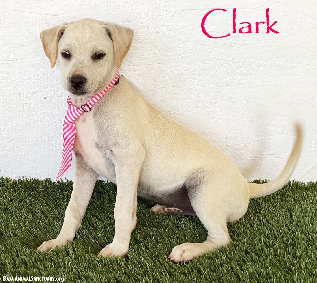 Clark