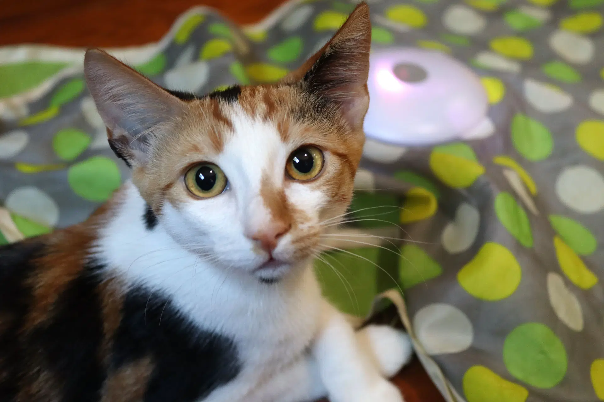Amelia - Calico