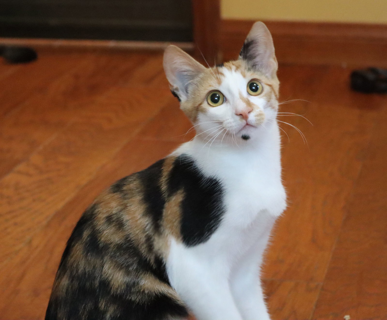 Amelia, photo 2
