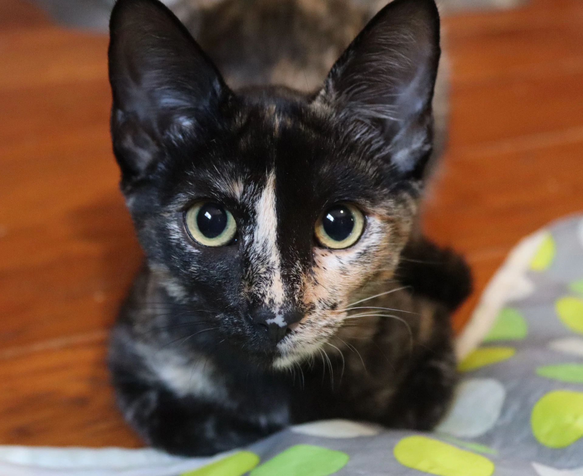 Moxie