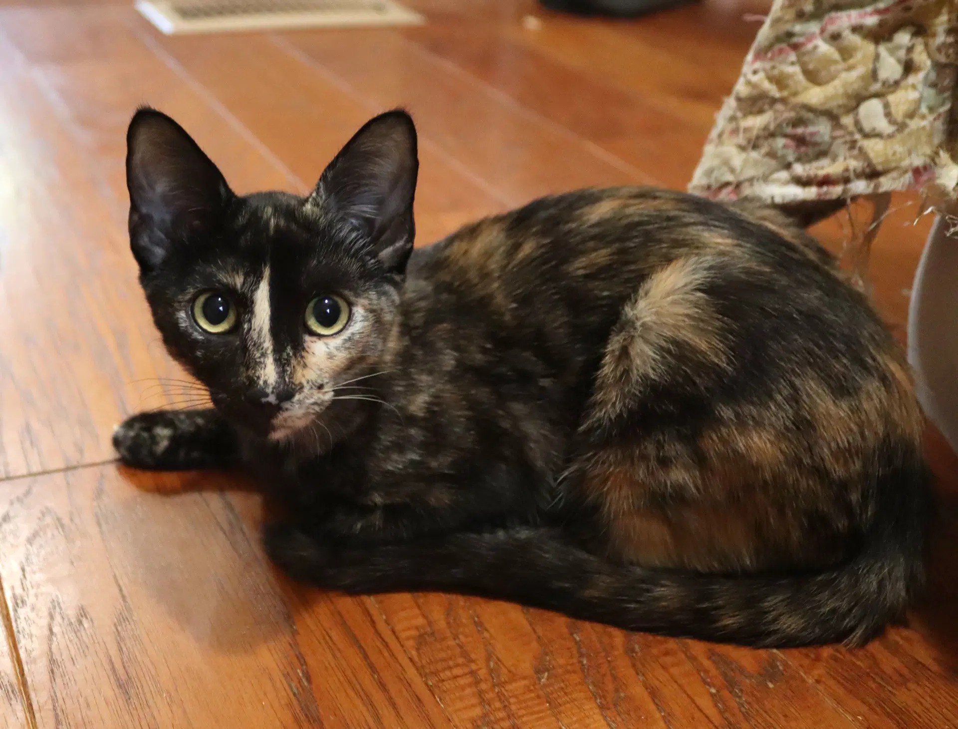 Moxie image 2