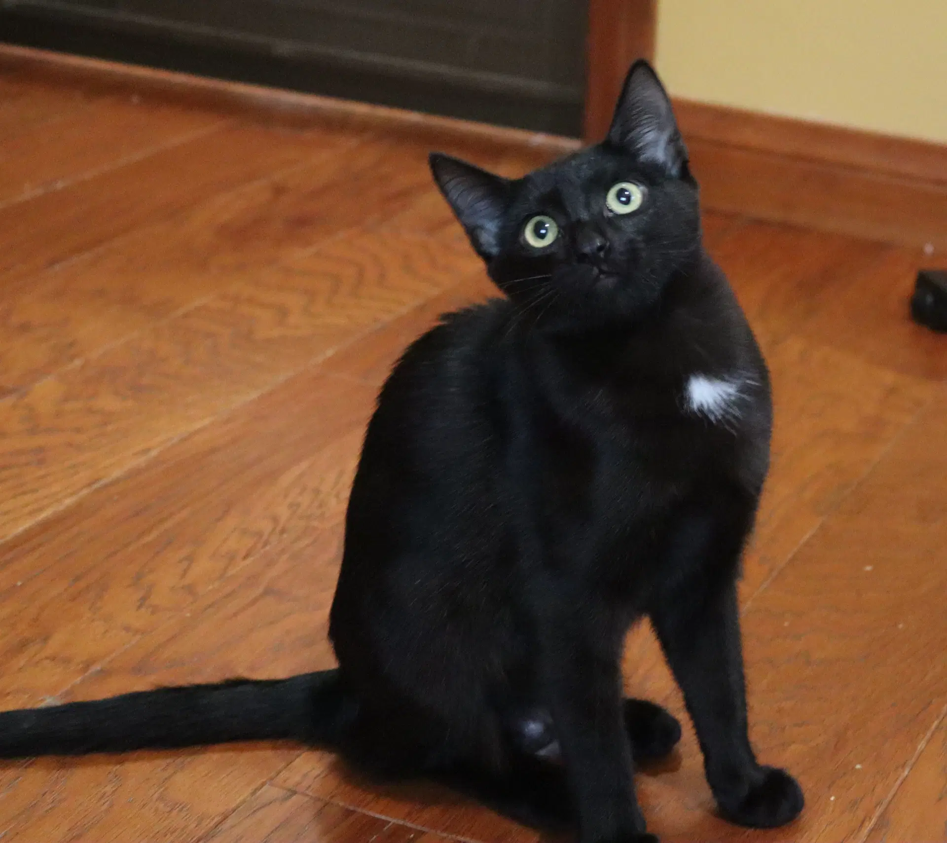 Maya - Domestic Short Hair