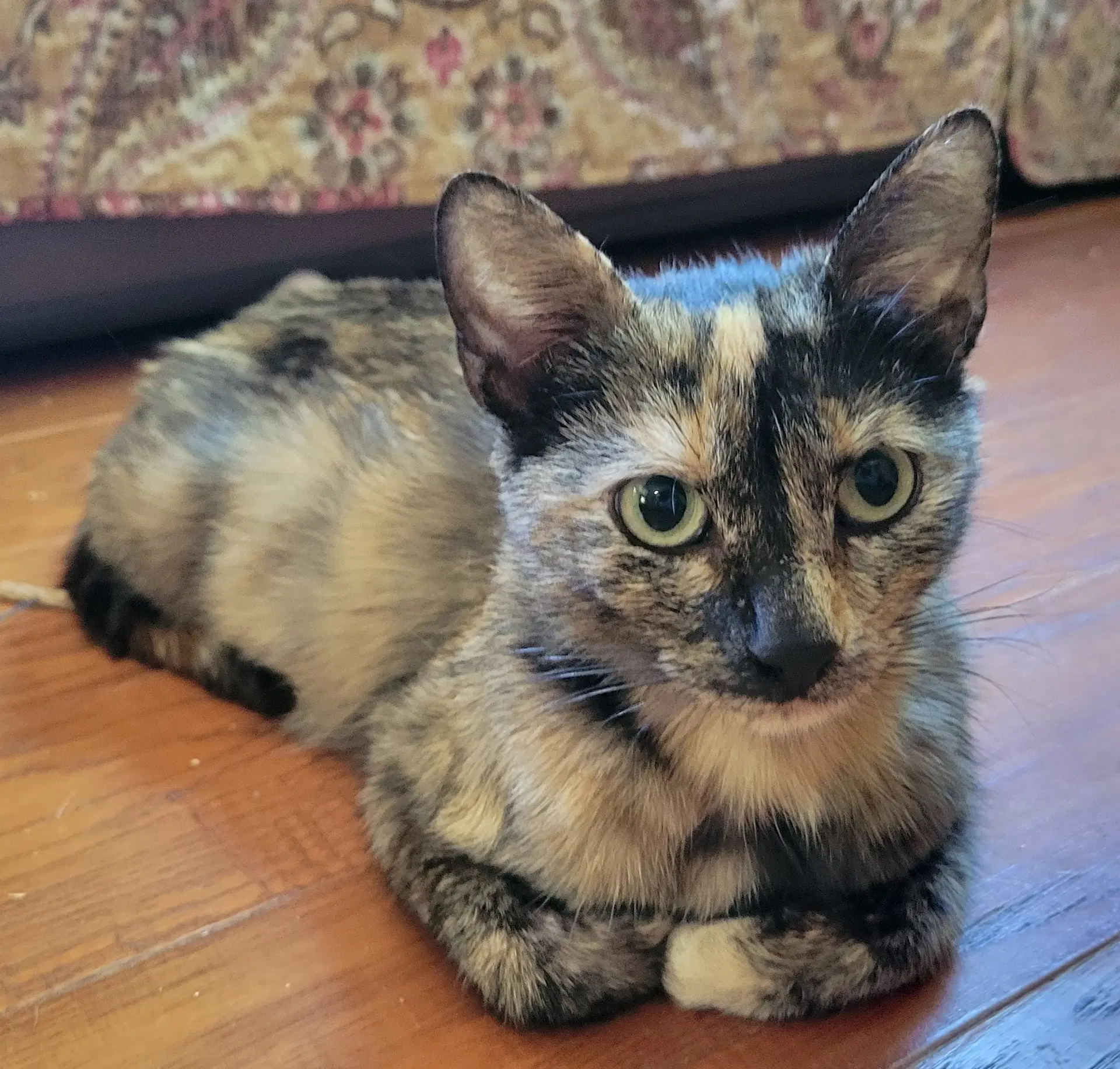 Celeste - Tortoiseshell