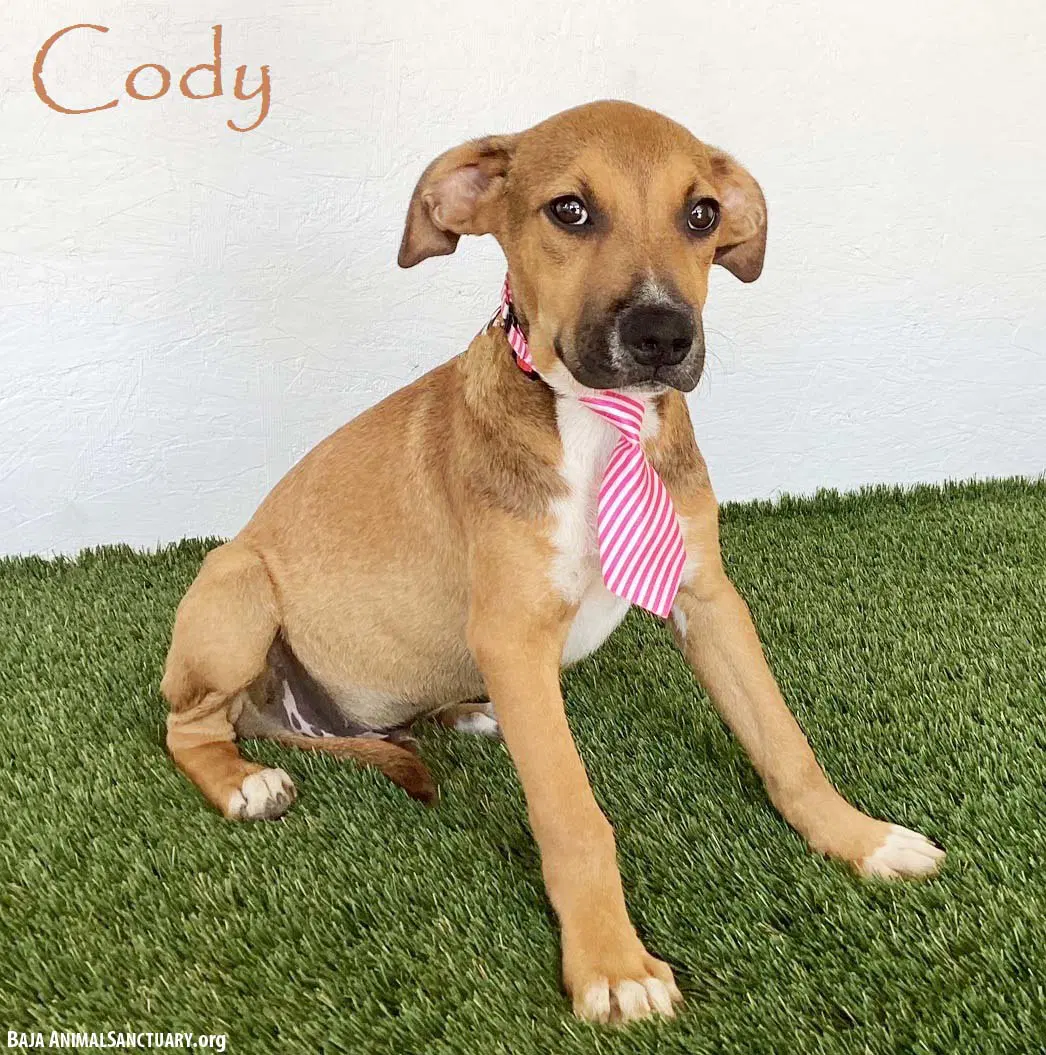 Cody image 1