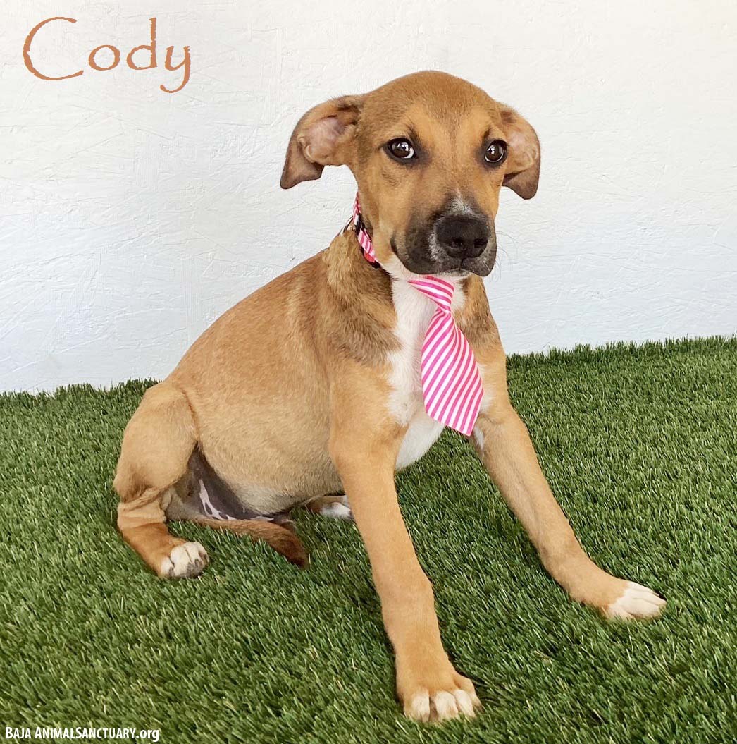 Cody