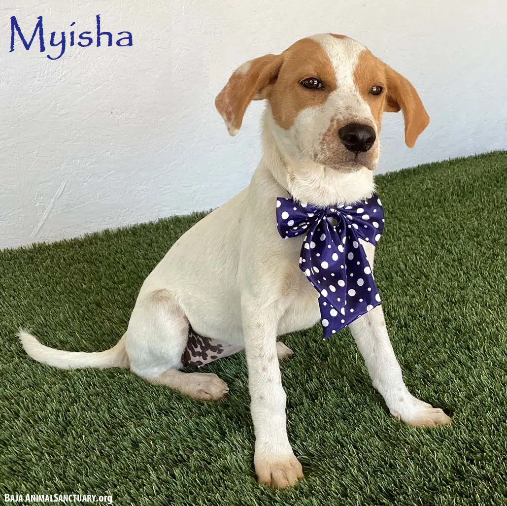 Myisha - Beagle