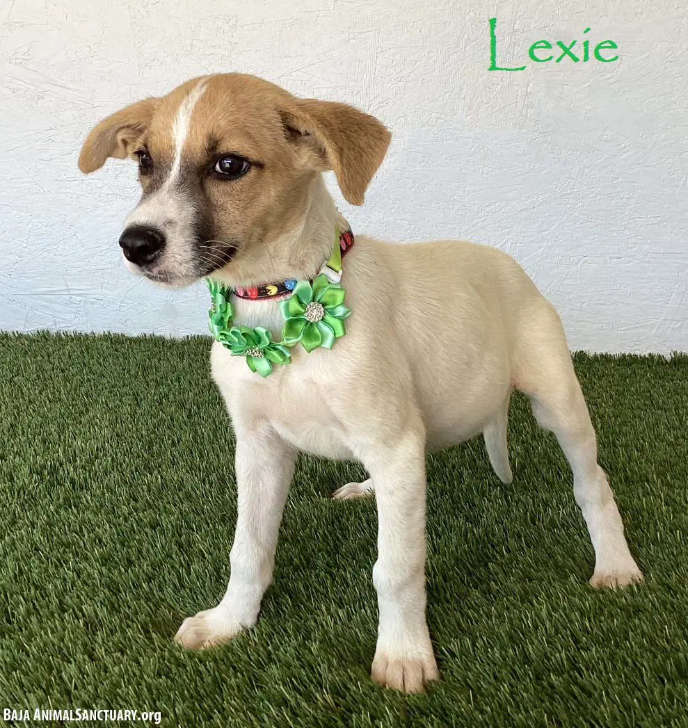 Lexie - Jack Russell Terrier