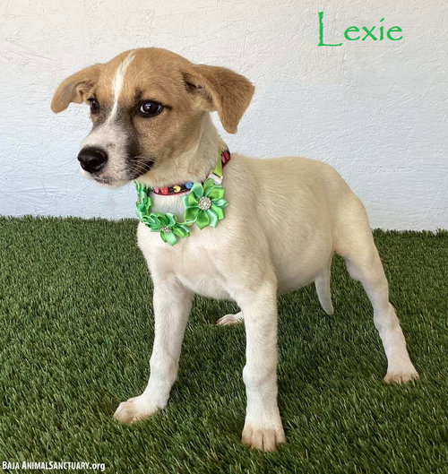 Lexie, a dog for adoption from Baja Animal Sanctuary