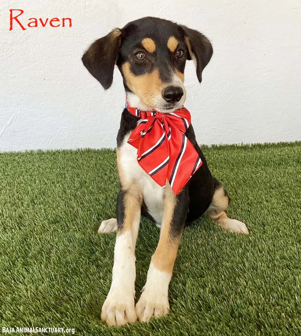 Raven - Beagle