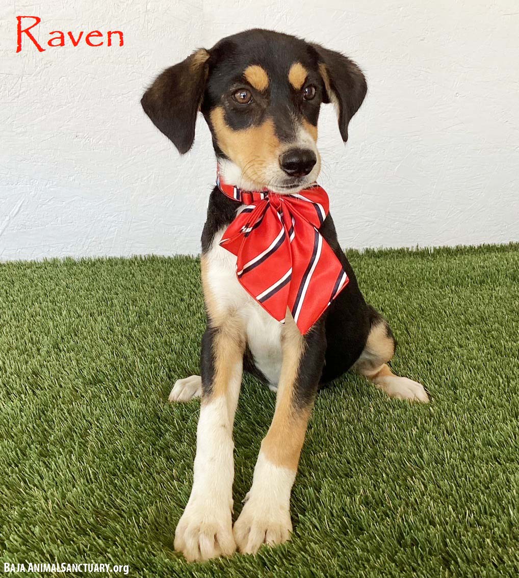 Raven