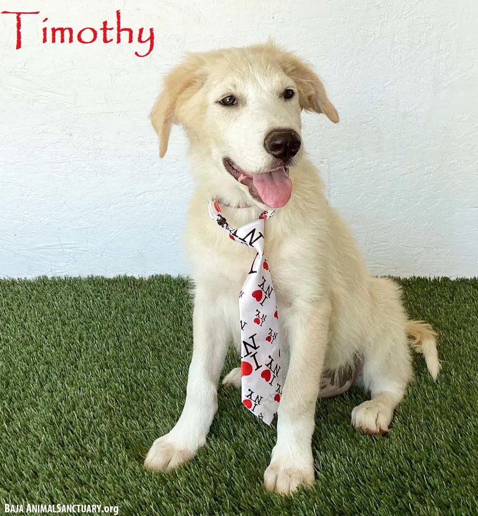 Timothy - Golden Retriever