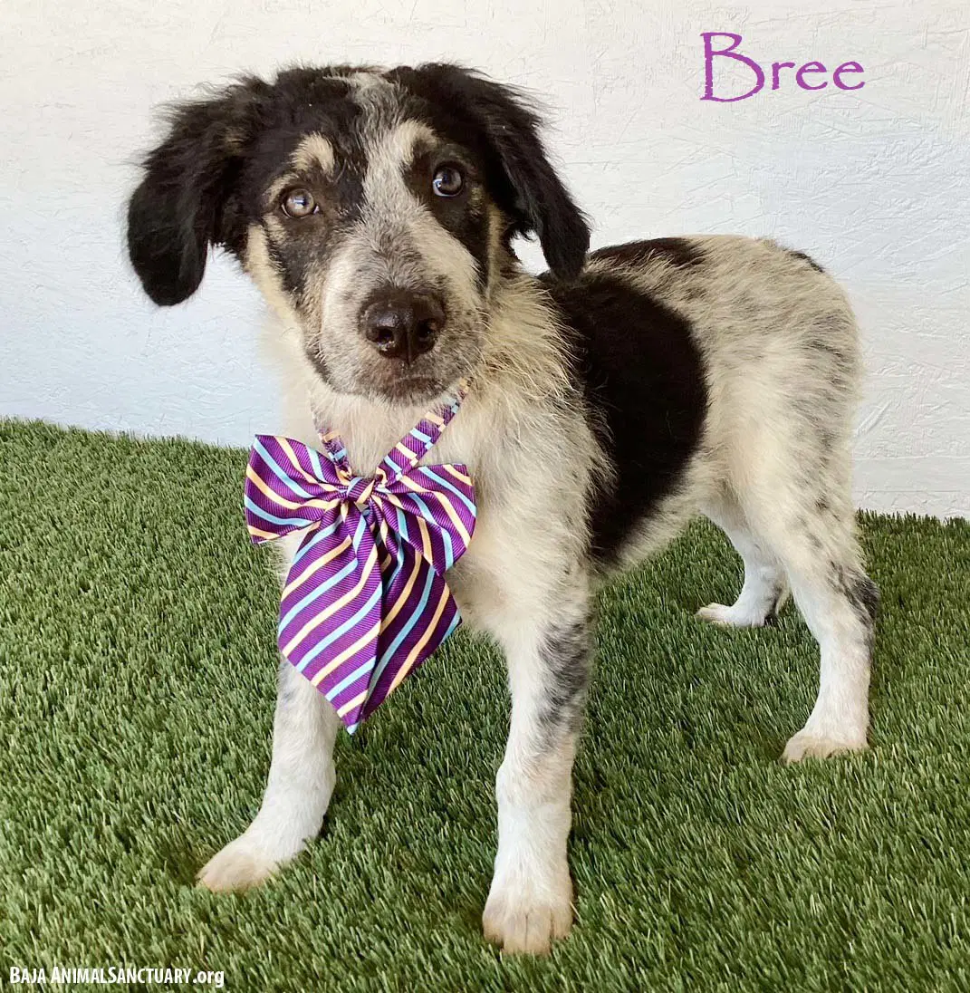 Bree - Australian Shepherd
