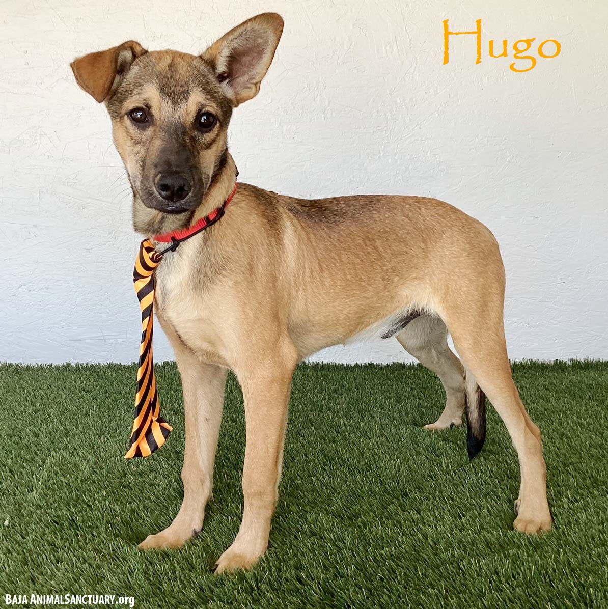 Hugo, Shepherd