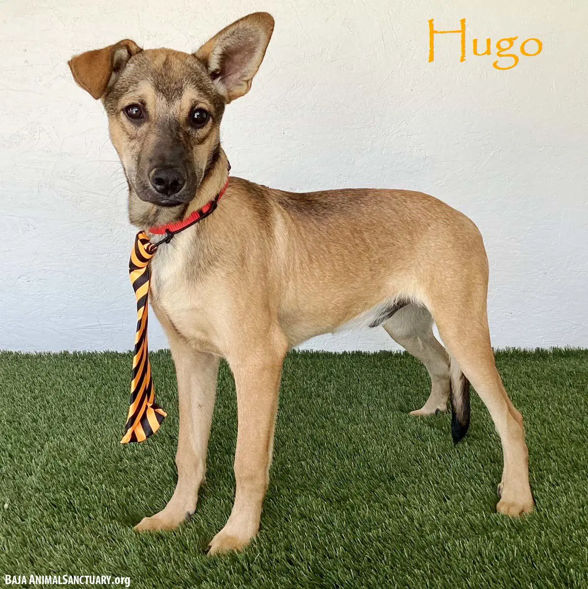 Hugo - Shepherd