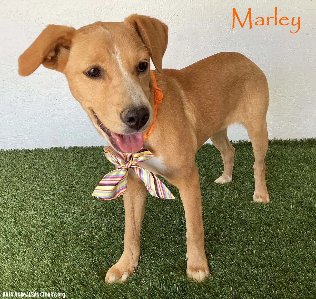 Marley - Labrador Retriever
