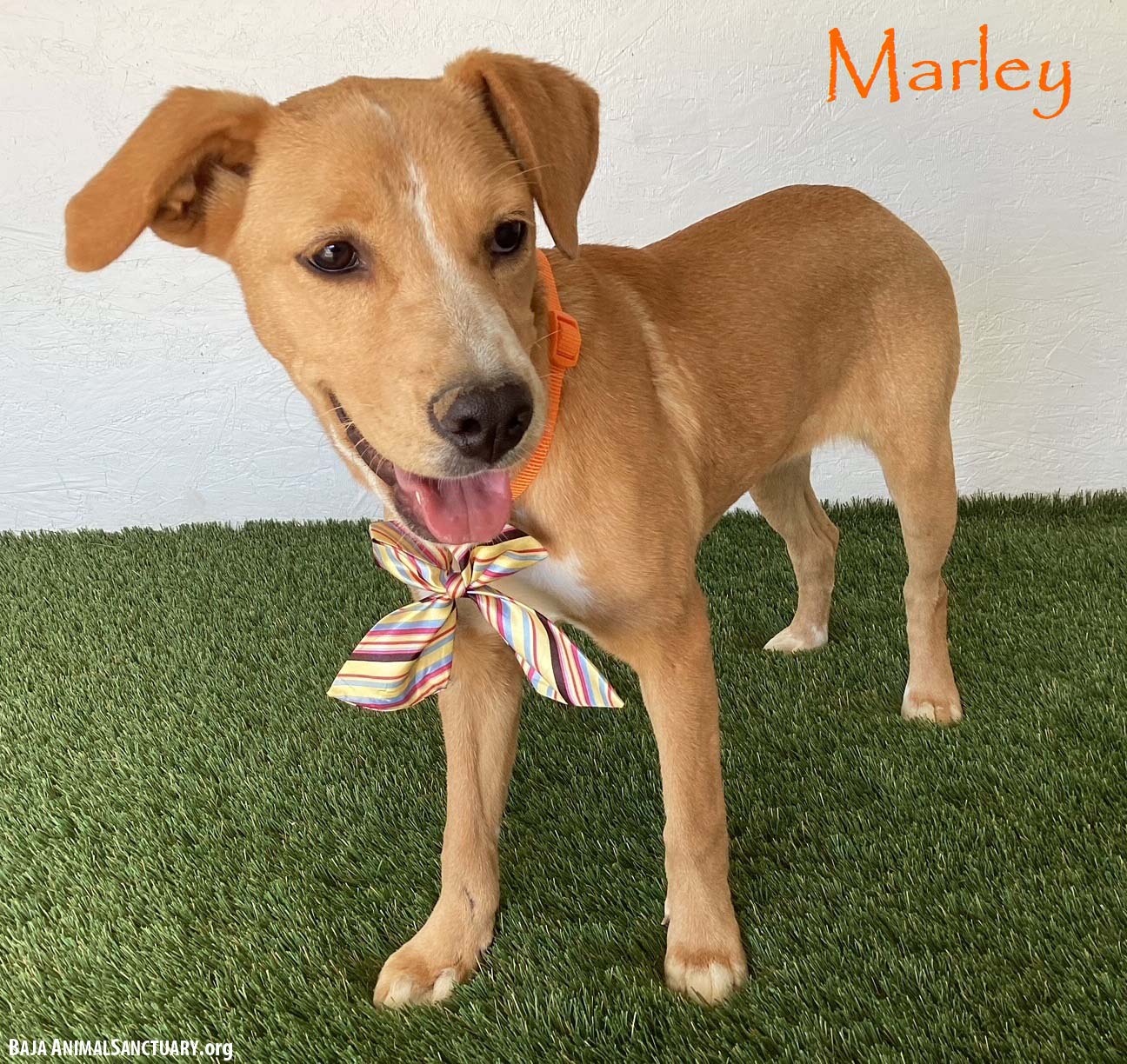 Marley