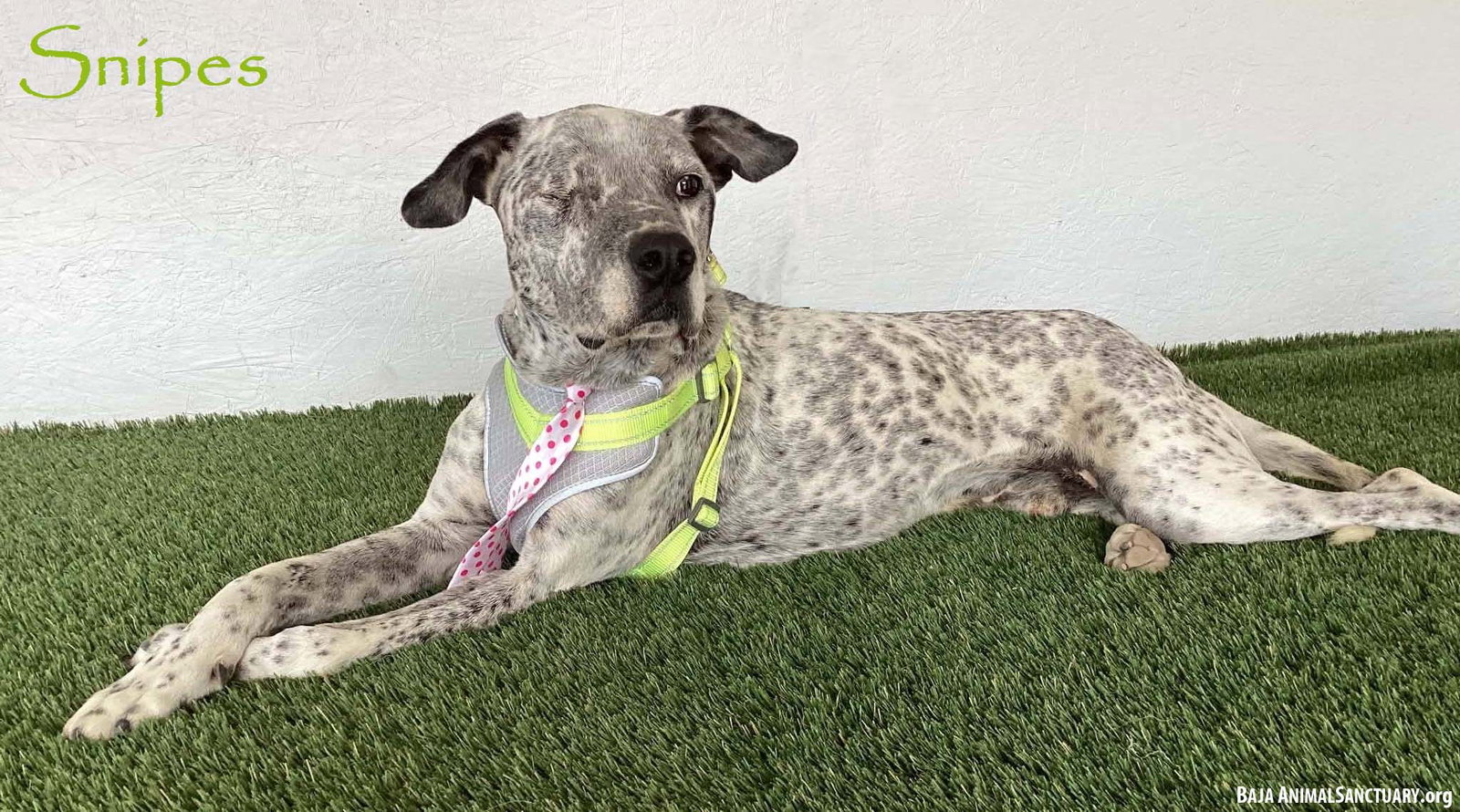 Snipes, German Shorthaired Pointer