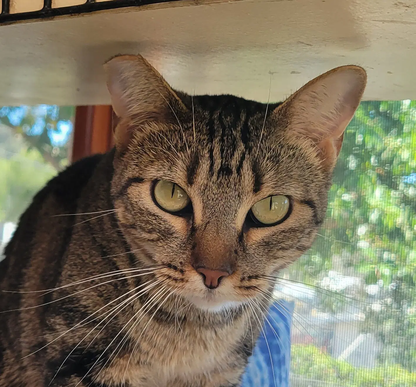 Xena The Warrior Princess - Tabby
