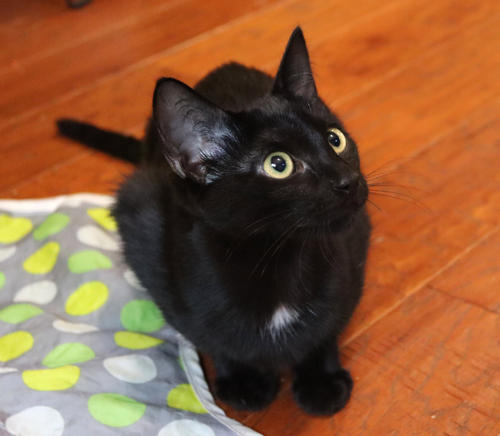 Maya, photo 3