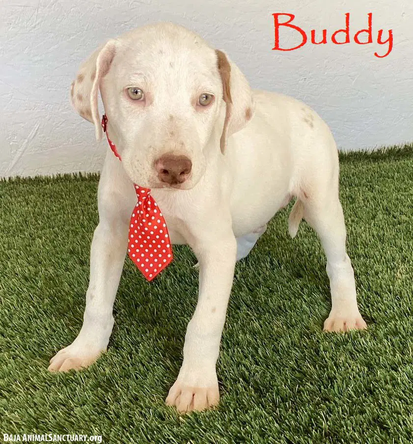 Buddy image 1