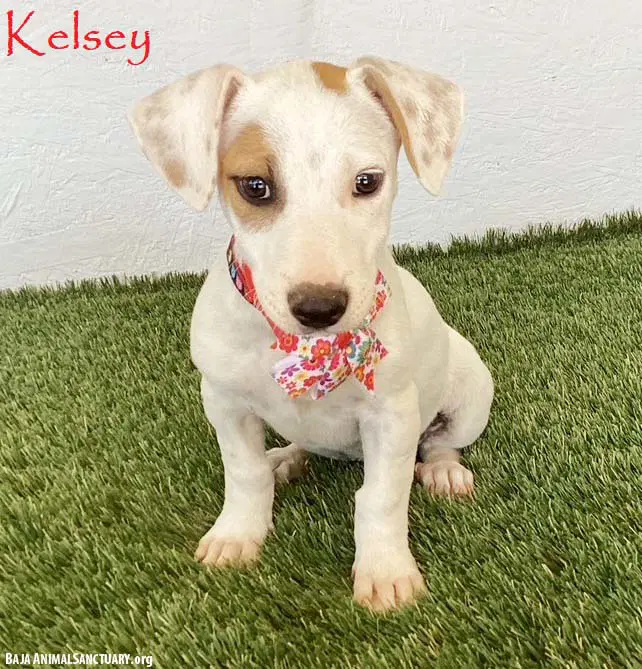 Kelsey - Jack Russell Terrier