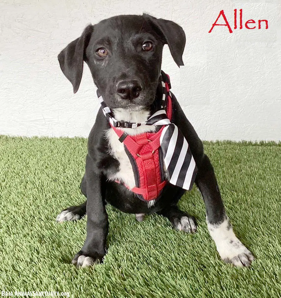 Allen - Labrador Retriever