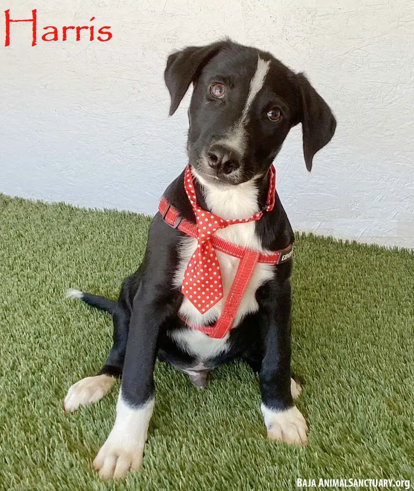 Harris - Labrador Retriever