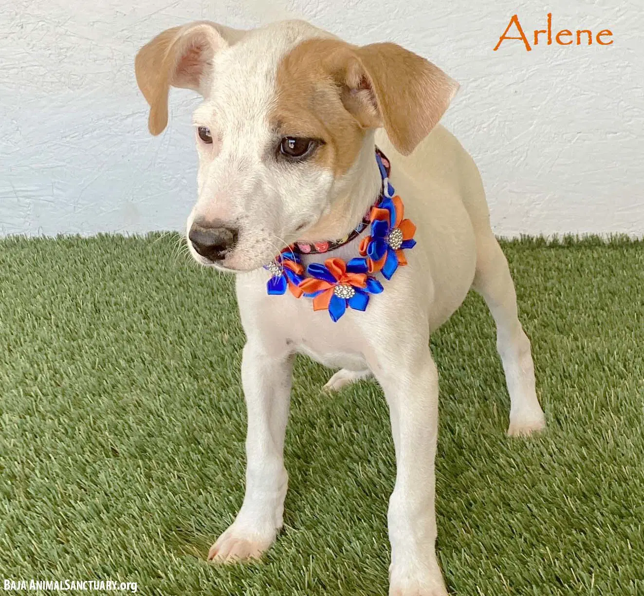 Arlene - Jack Russell Terrier