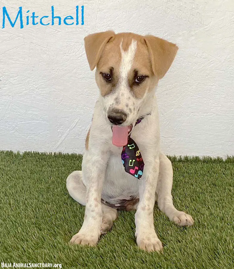 Mitchell - Jack Russell Terrier