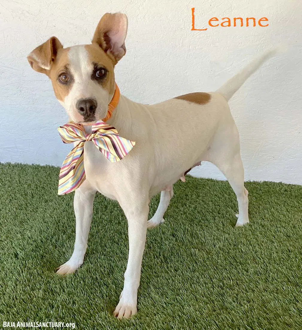 Leanne - Jack Russell Terrier