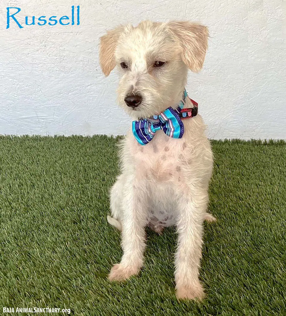 Russell - Jack Russell Terrier