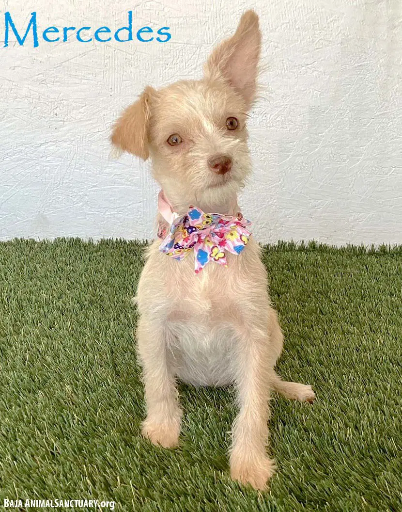 Mercedes - Yorkshire Terrier Yorkie