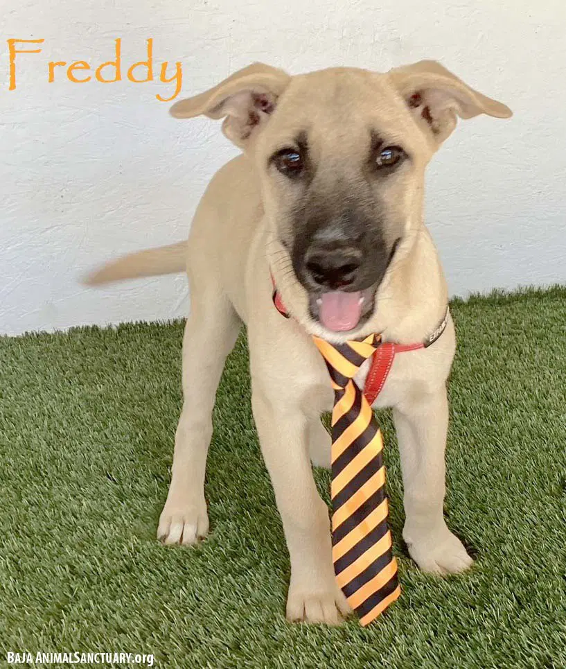 Freddy - Black Mouth Cur