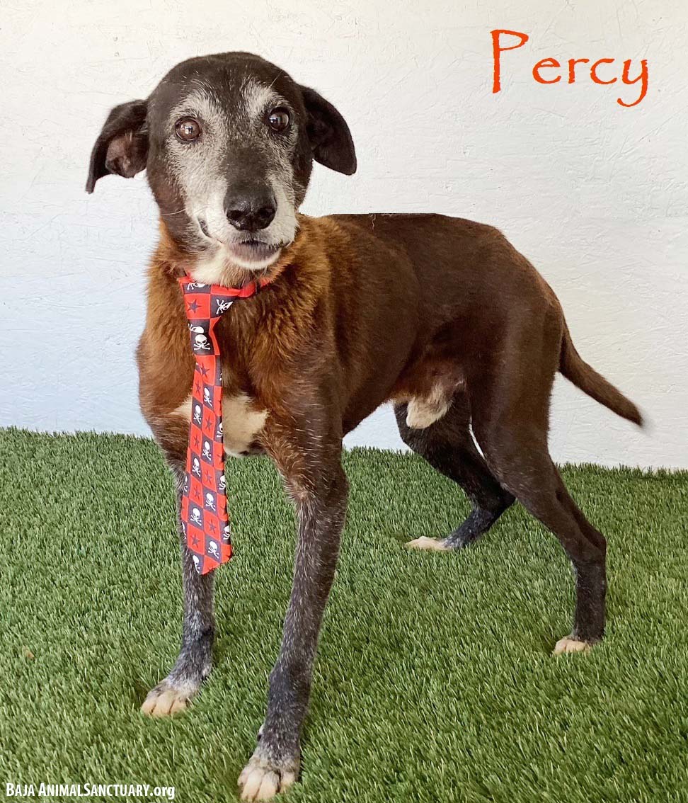 Percy