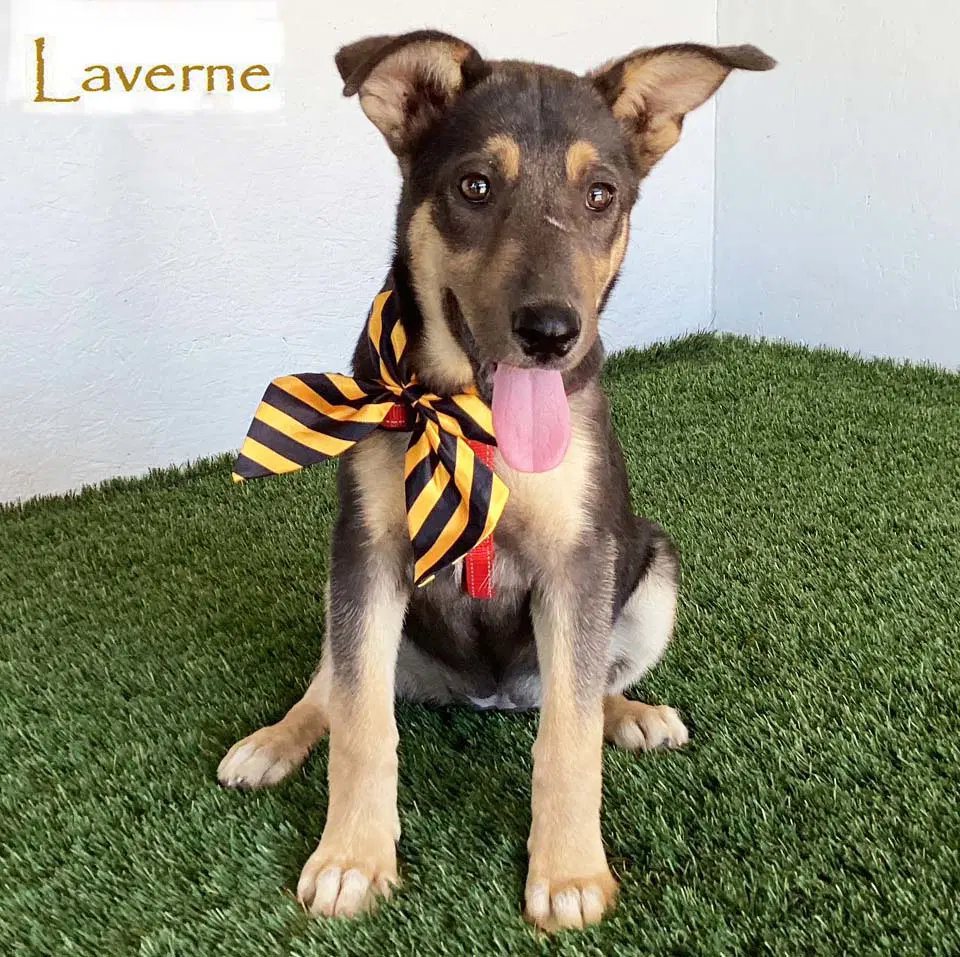 Laverne - German Shepherd Dog