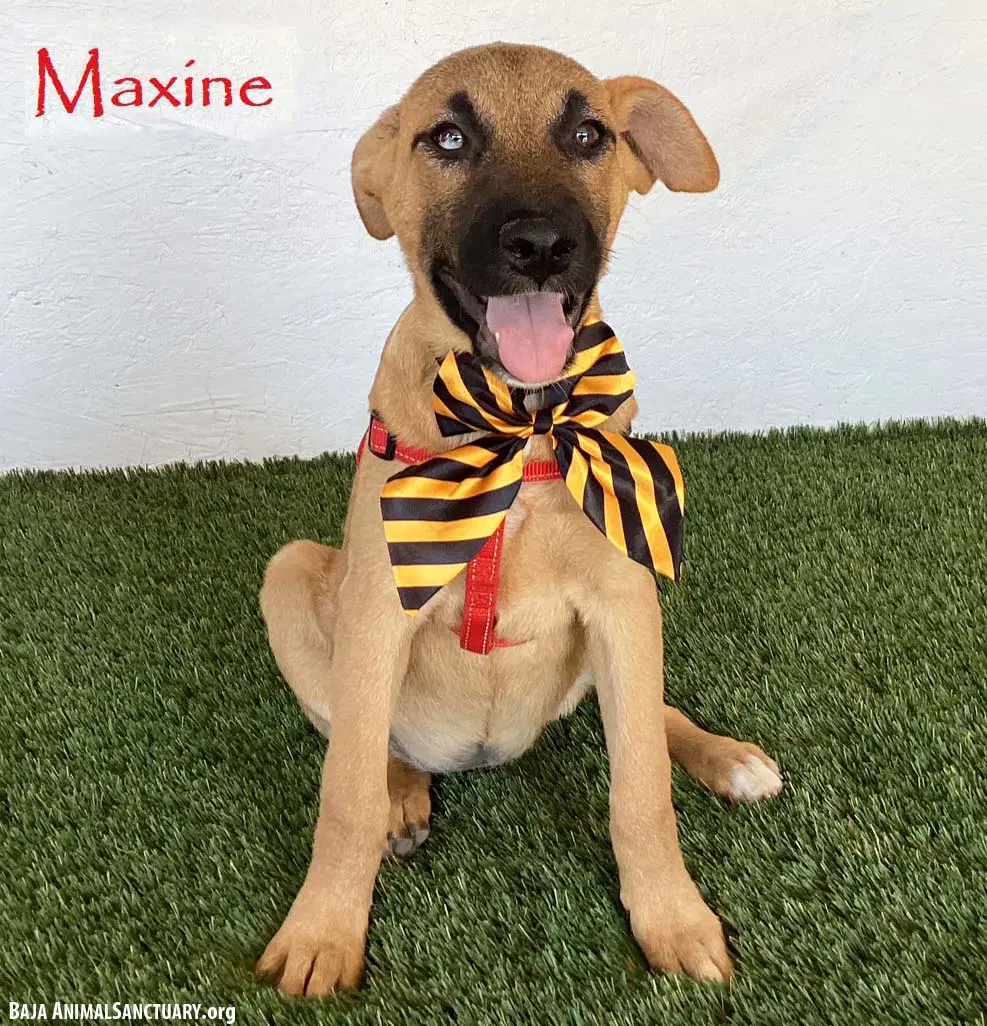Maxine - Belgian Shepherd Malinois
