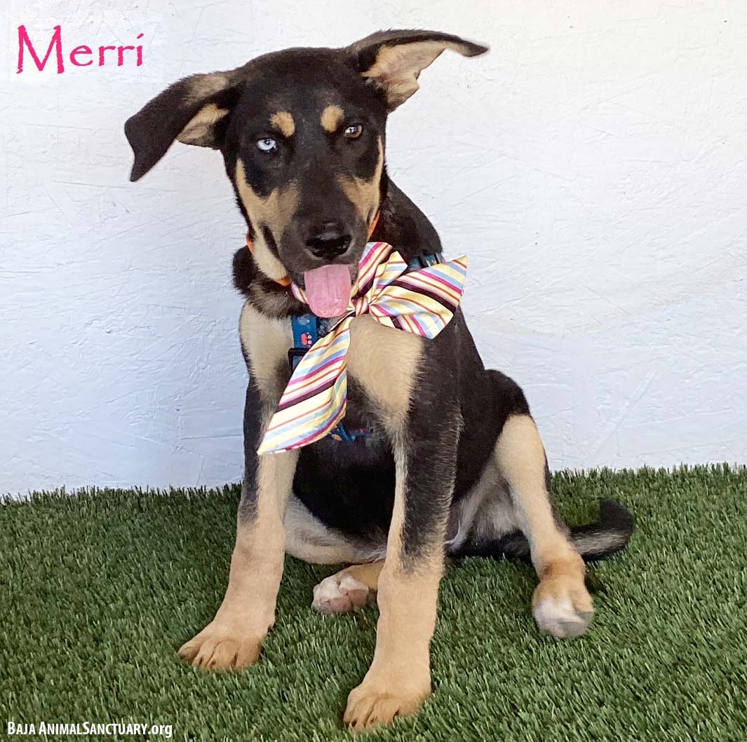 Merri
