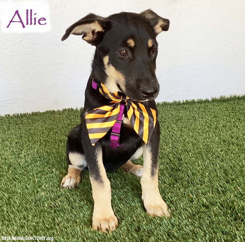 Allie, German Shepherd Dog / Mixed (short coat)