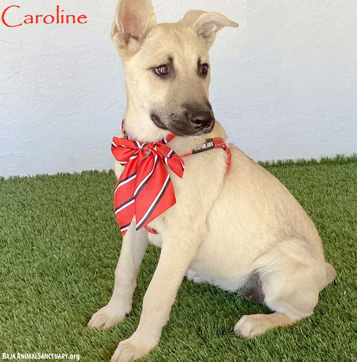 Caroline - German Shepherd Dog