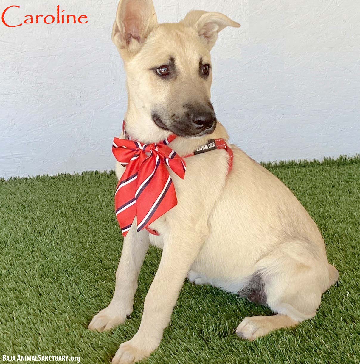 Caroline