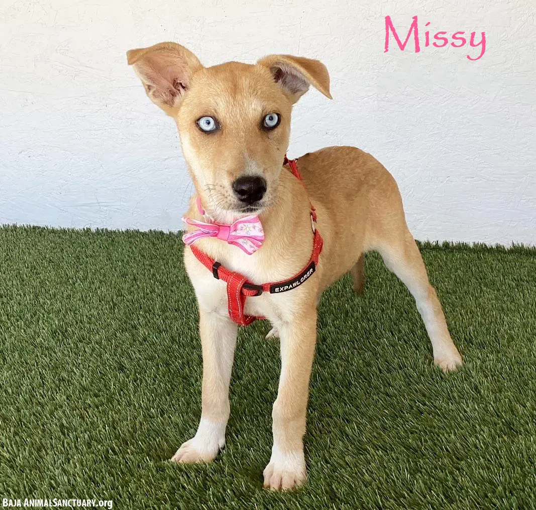 Missy - Shepherd